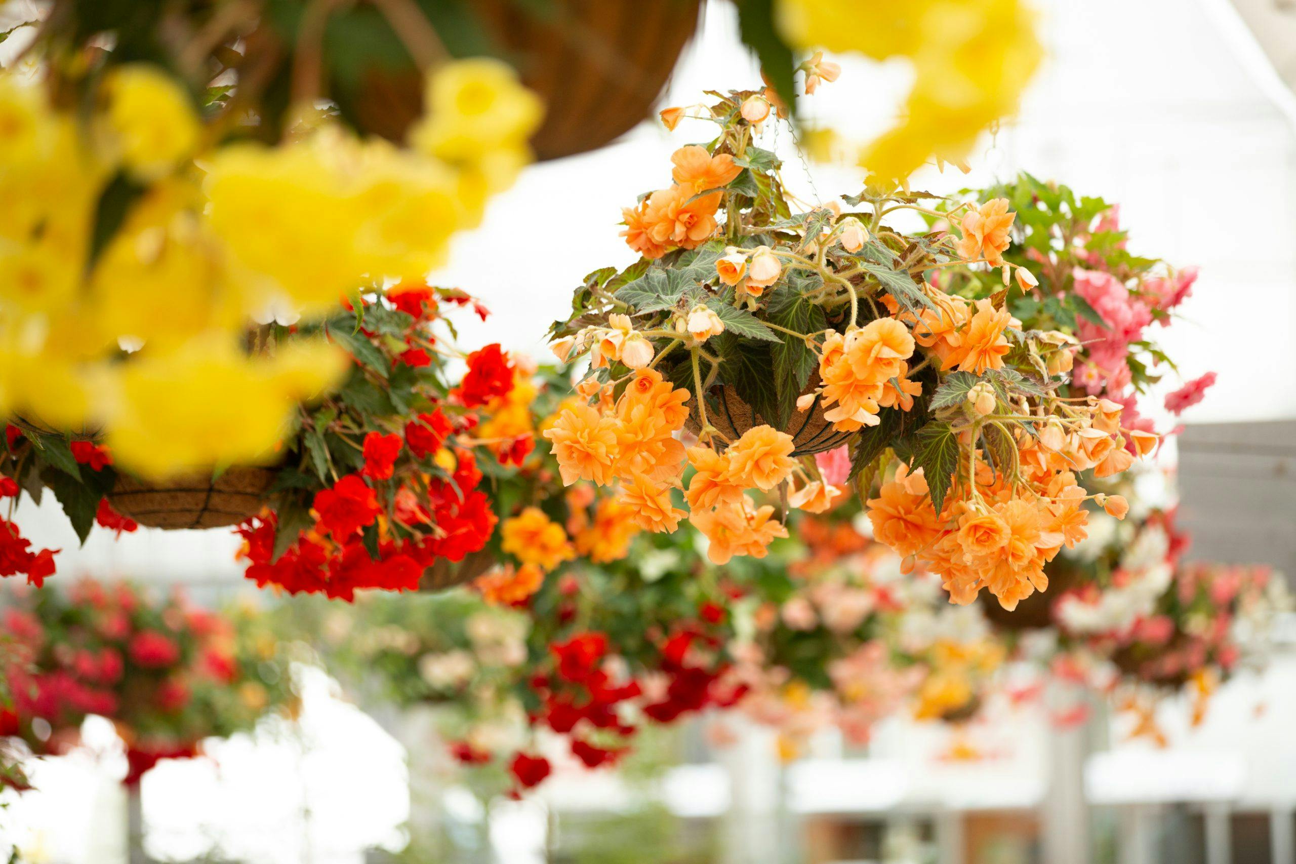 flowers displayed in hanging baskets